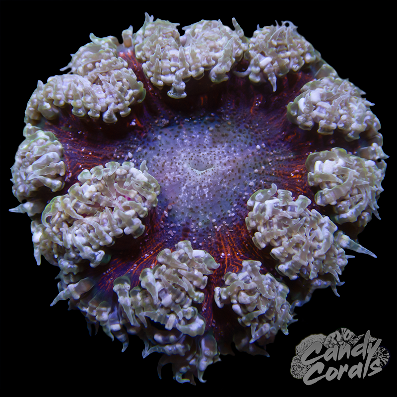 Orange Rock Flower Anemone WYSIWYG 42