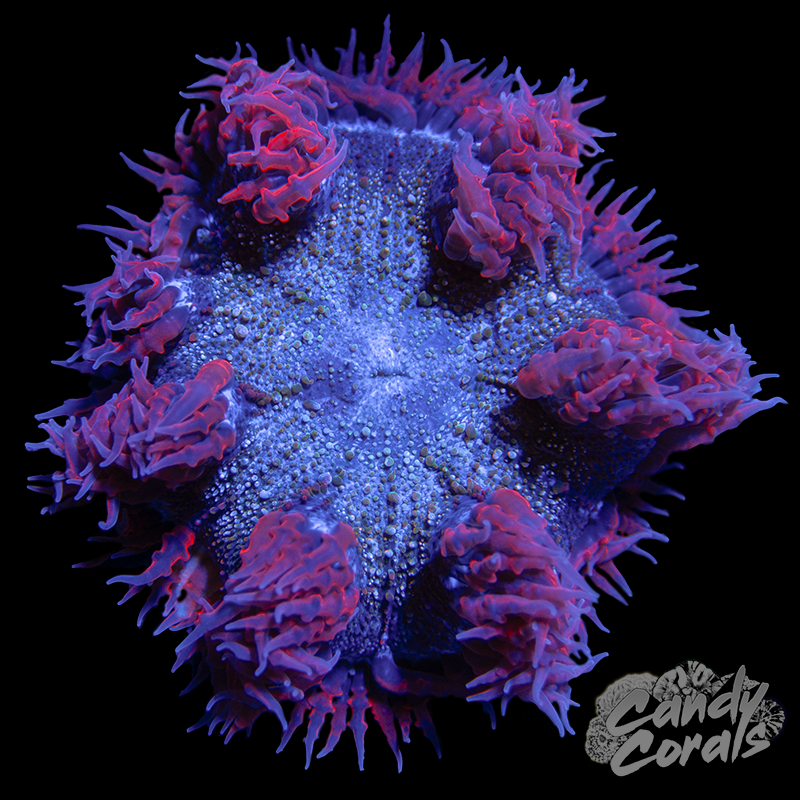 Assorted Red Skirt Rock Flower Anemone