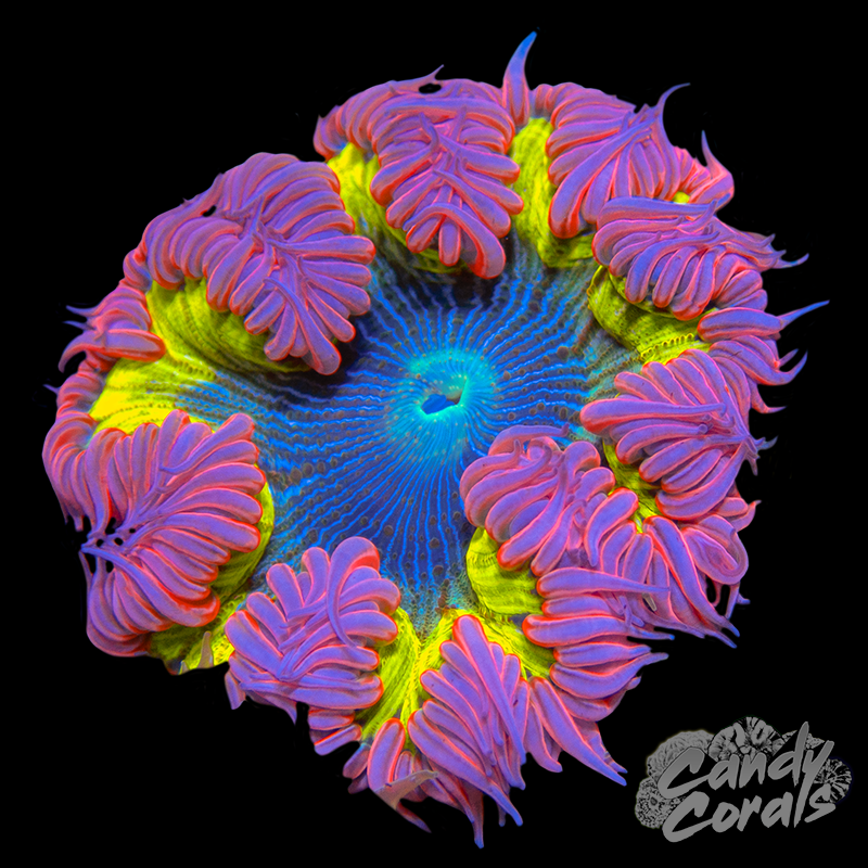 Rainbow Rock Flower Anemone WYSIWYG 30