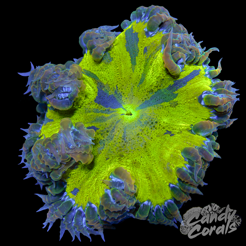 Rock Flower Anemone WYSIWYG 32