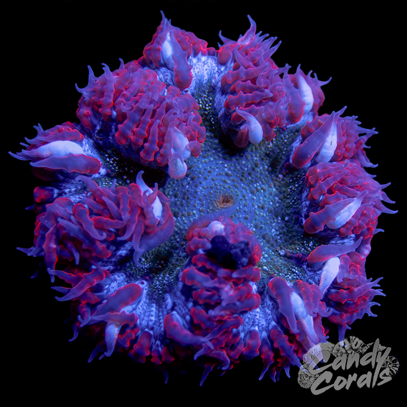 Rock Flower Anemone WYSIWYG 40