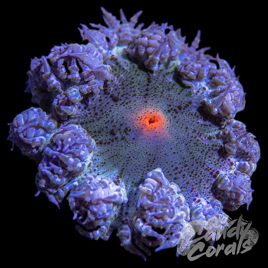 Orange Mouth Rock Flower Anemone