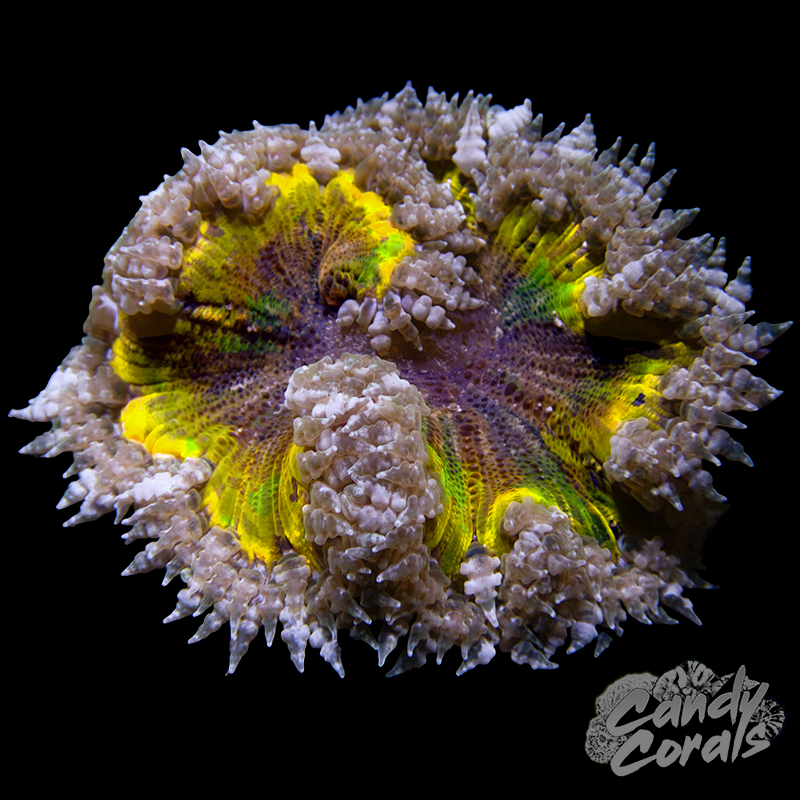 Rainbow Rock Flower Anemone WYSIWYG 27