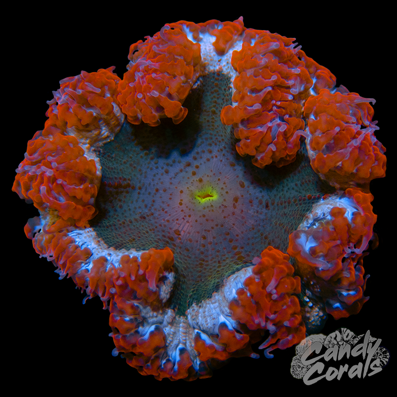 Rainbow Rock Flower Anemone WYSIWYG 25