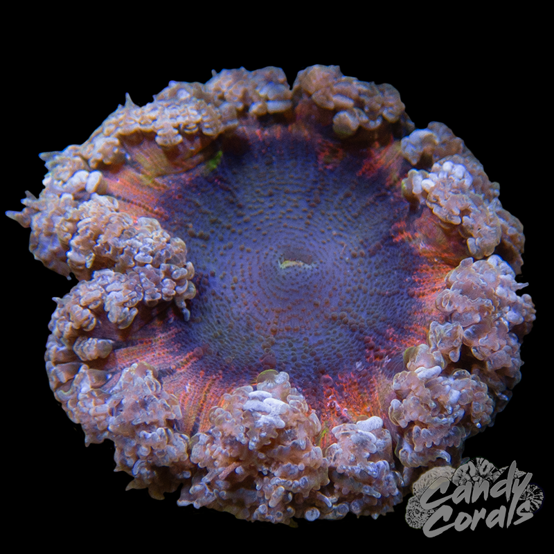 Rainbow Rock Flower Anemone WYSIWYG 19