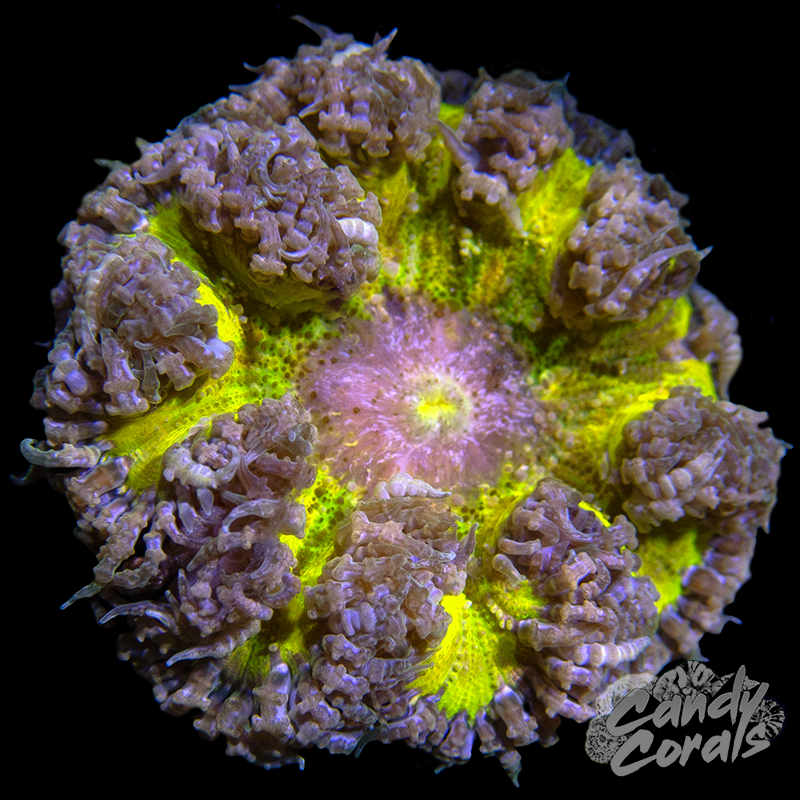 Rainbow Rock Flower Anemone WYSIWYG 28