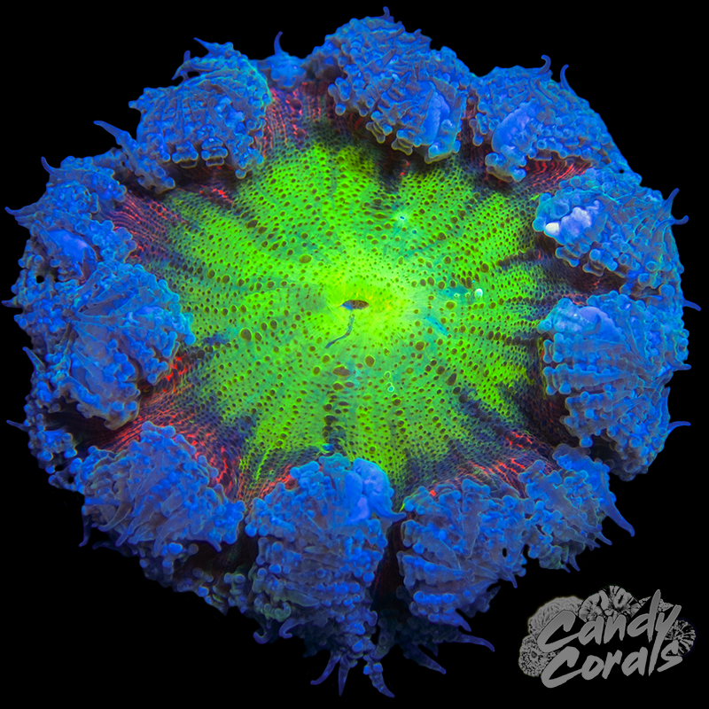 Rock Flower Anemone WYSIWYG 31