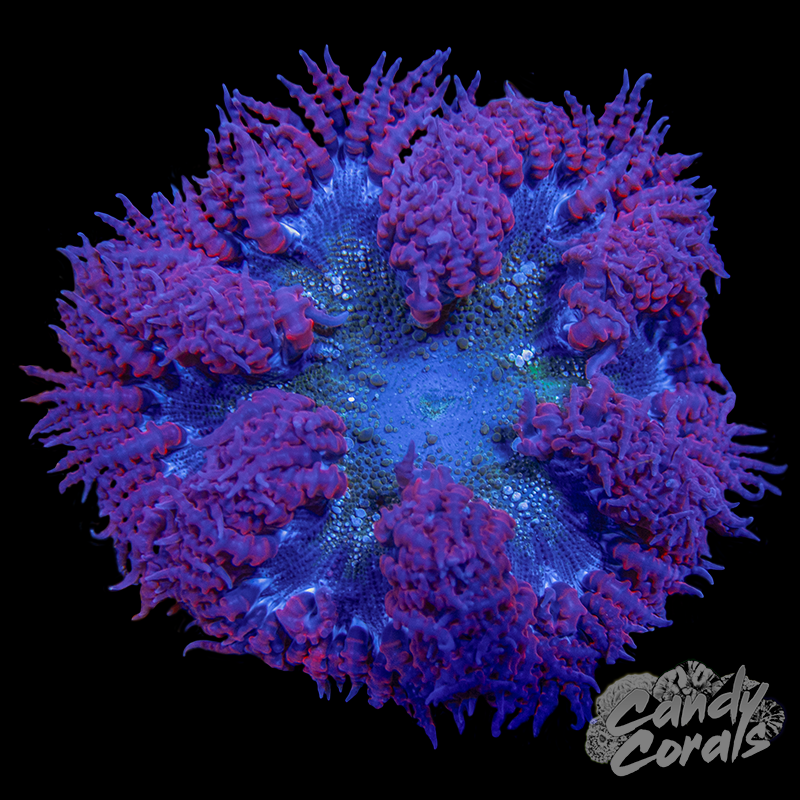 Assorted Red Skirt Rock Flower Anemone