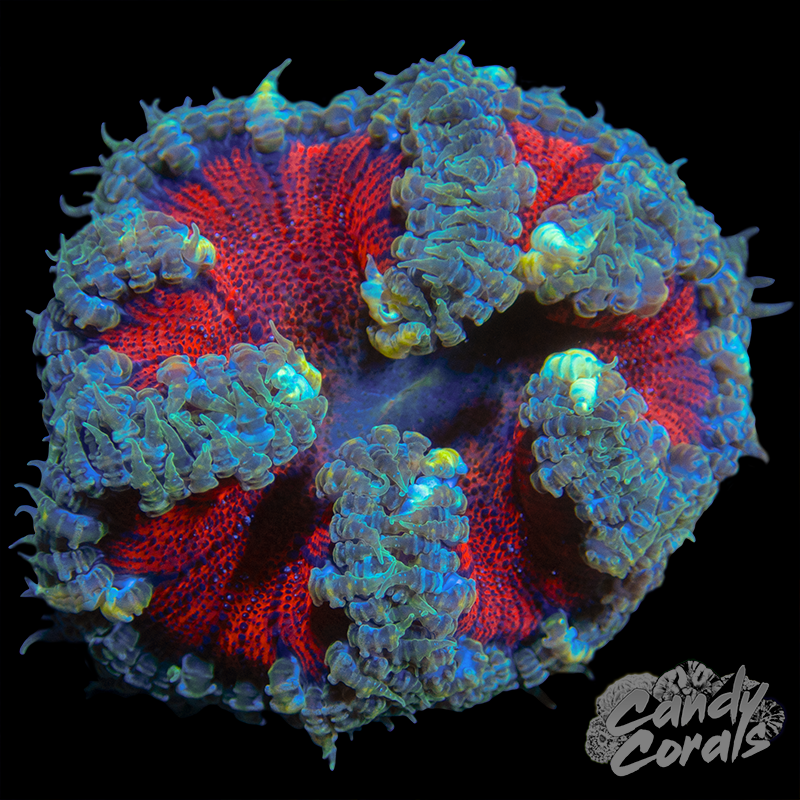 Orange Rock Flower Anemone WYSIWYG 41
