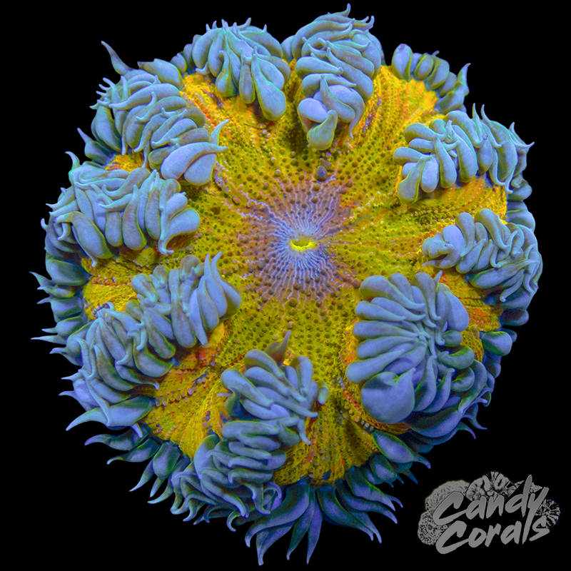Rock Flower Anemone WYSIWYG 33