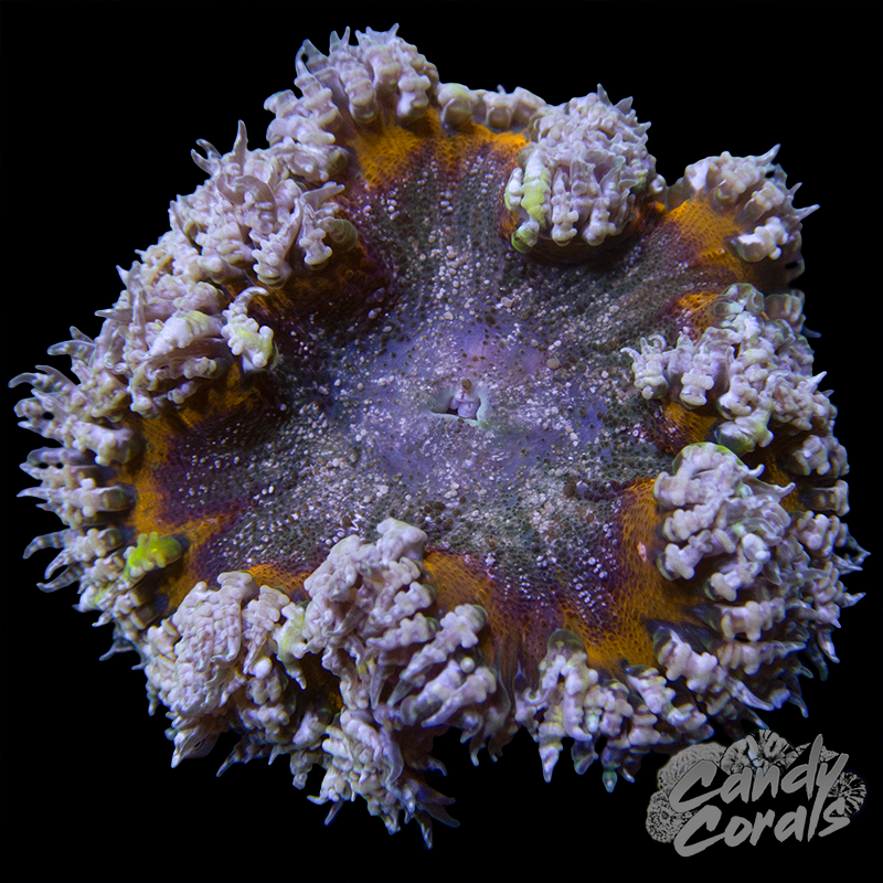 Rainbow Rock Flower Anemone WYSIWYG 44