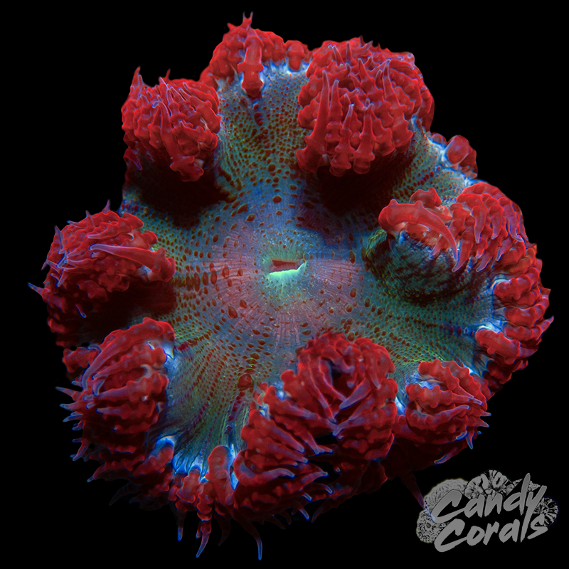 Rainbow Rock Flower Anemone WYSIWYG 26