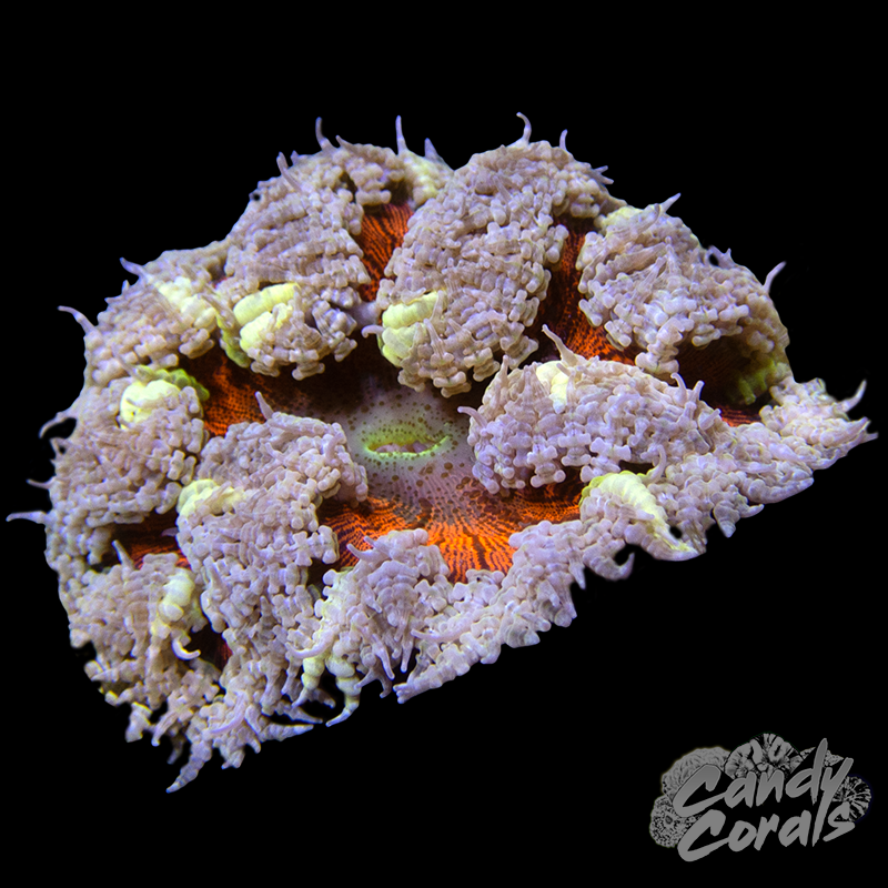 Rainbow Rock Flower Anemone WYSIWYG 29