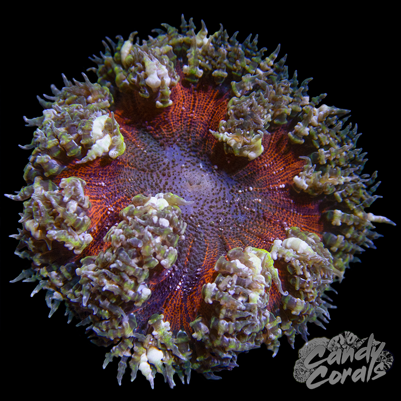 Orange Rock Flower Anemone WYSIWYG 43