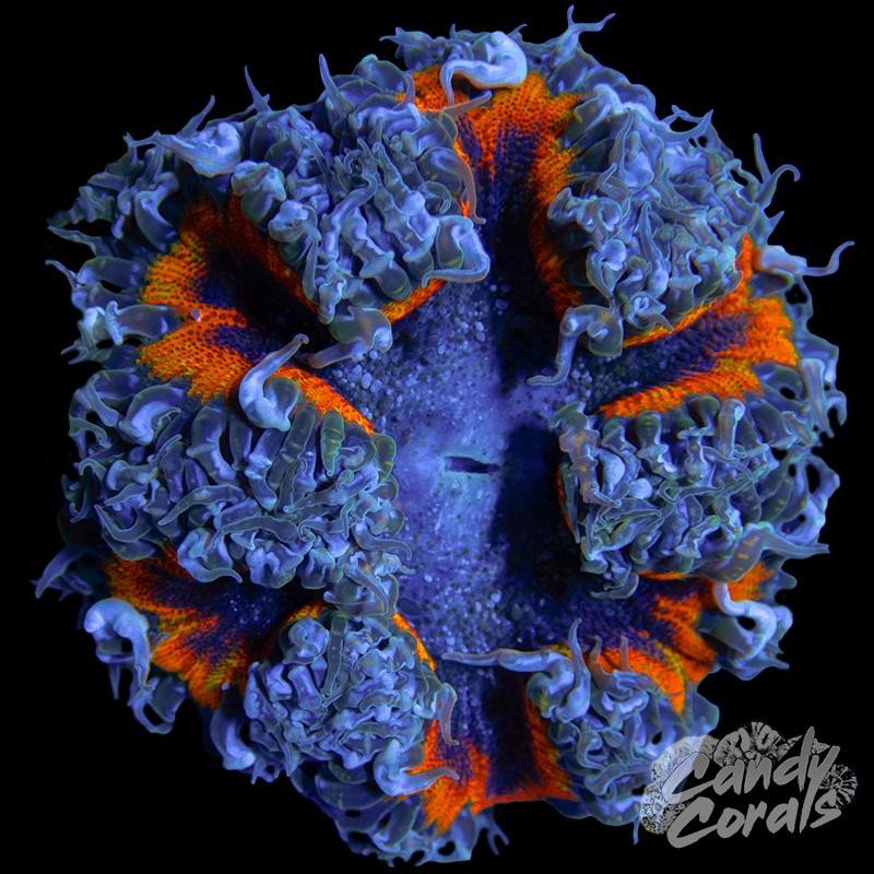 Rock Flower Anemone WYSIWYG 34