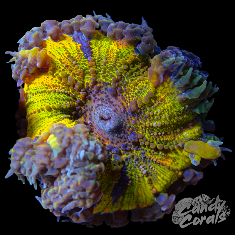 Rock Flower Anemone WYSIWYG 35