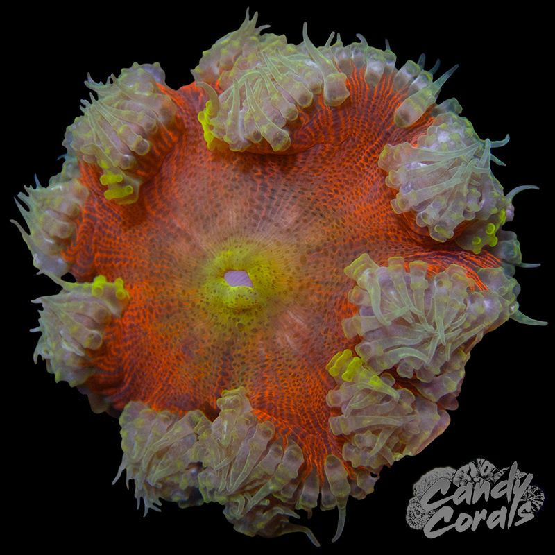 Rainbow Rock Flower Anemone WYSIWYG 23