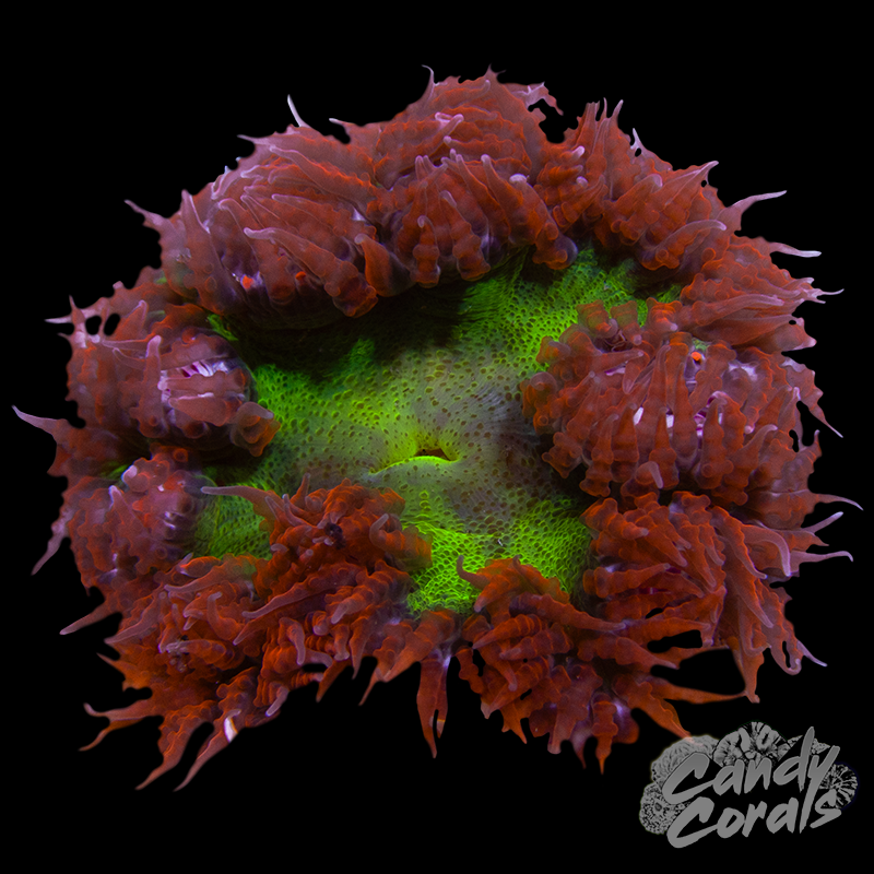 Rainbow Rock Flower Anemone WYSIWYG 24