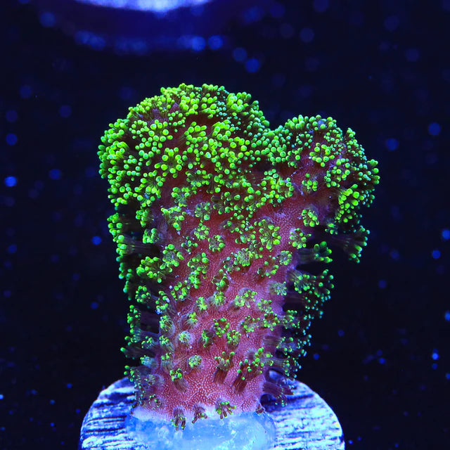 Green Stylophora Frag A86