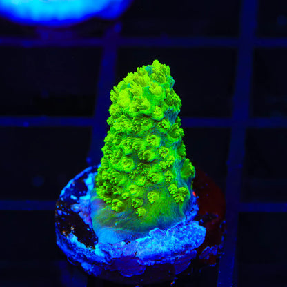 TSA Margaritaville Acropora Sp. Frag A45