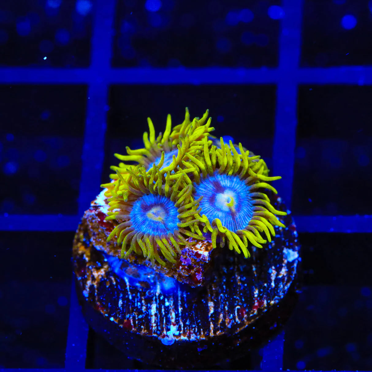 Smurfette Zoanthid Frag