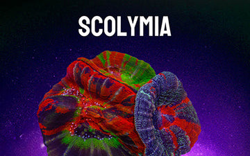 Scolymia – Page 3 – Candy Corals