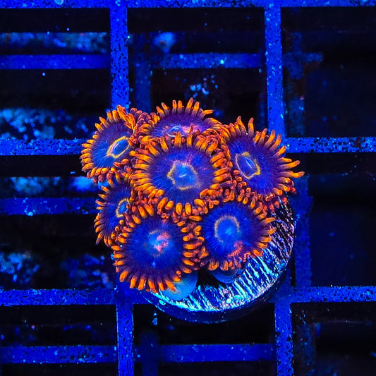 Rainbow Hornet Zoanthid Frag