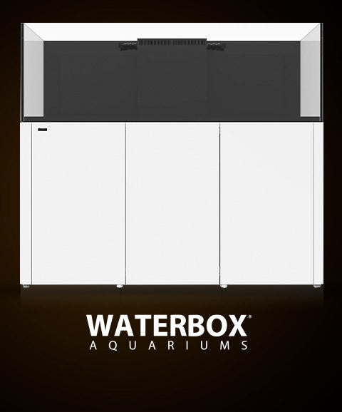 Brandon store aquarium store