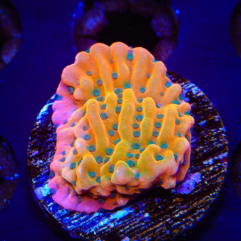 TSA Kaboom Montipora Frag M4