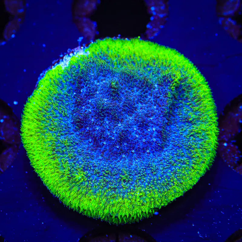 Blueberry Haze Psammocora Frag B3