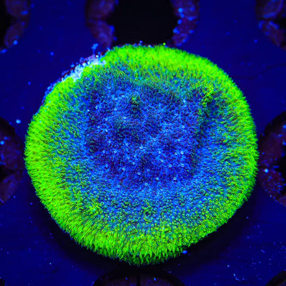 Blueberry Haze Psammocora Frag B3