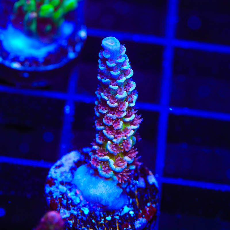 Tsa Nebula Acropora Sp. Frag