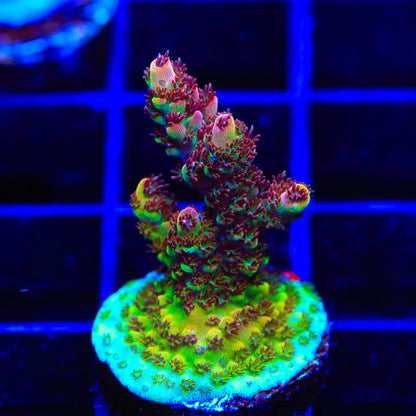 TSA Carolina Reaper Acropora Coral A24