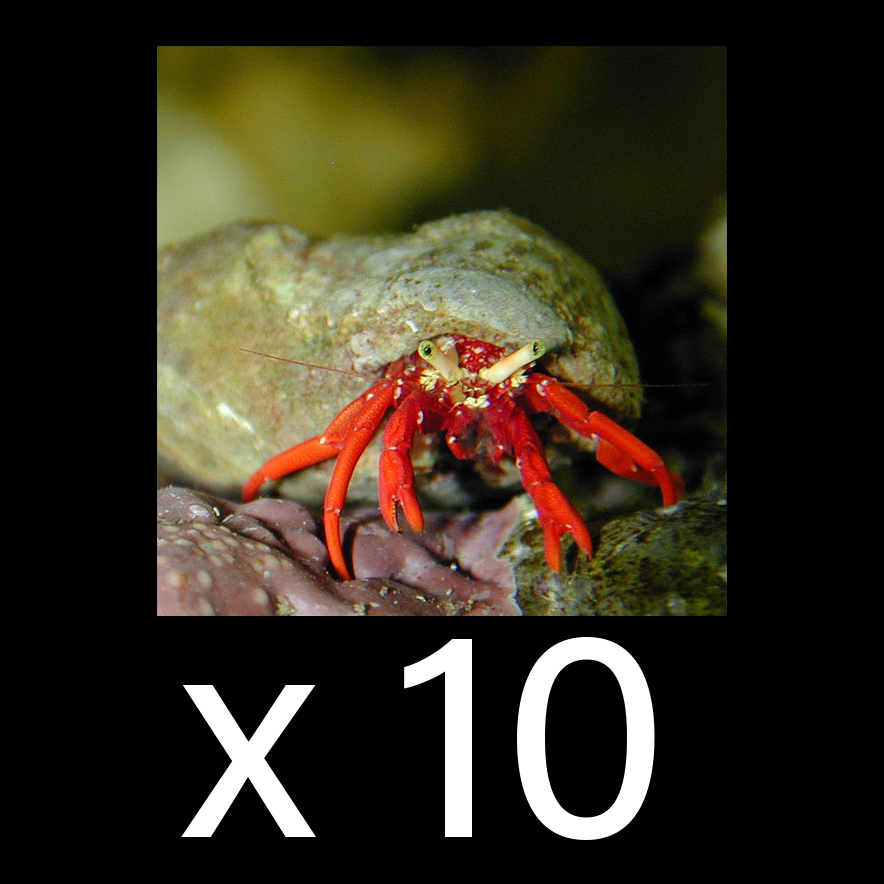 Scarlet Hermit Crab