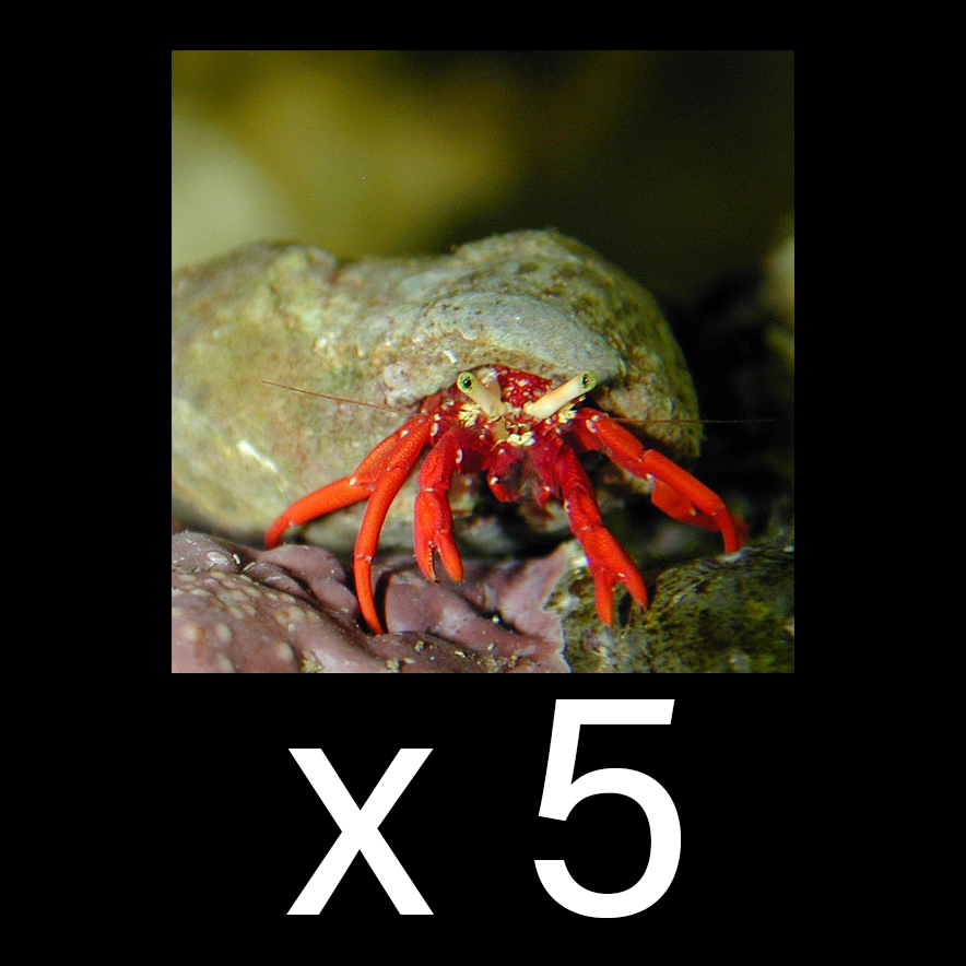 Scarlet Hermit Crab