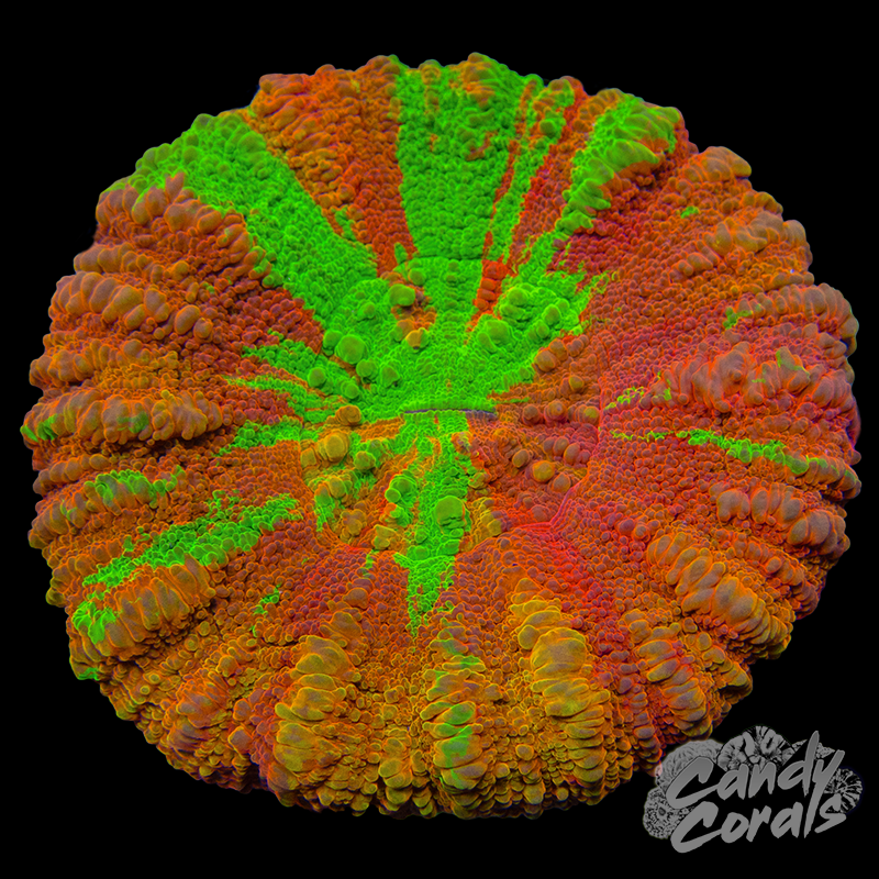 Ultra Master Scoly WYSIWYG 27