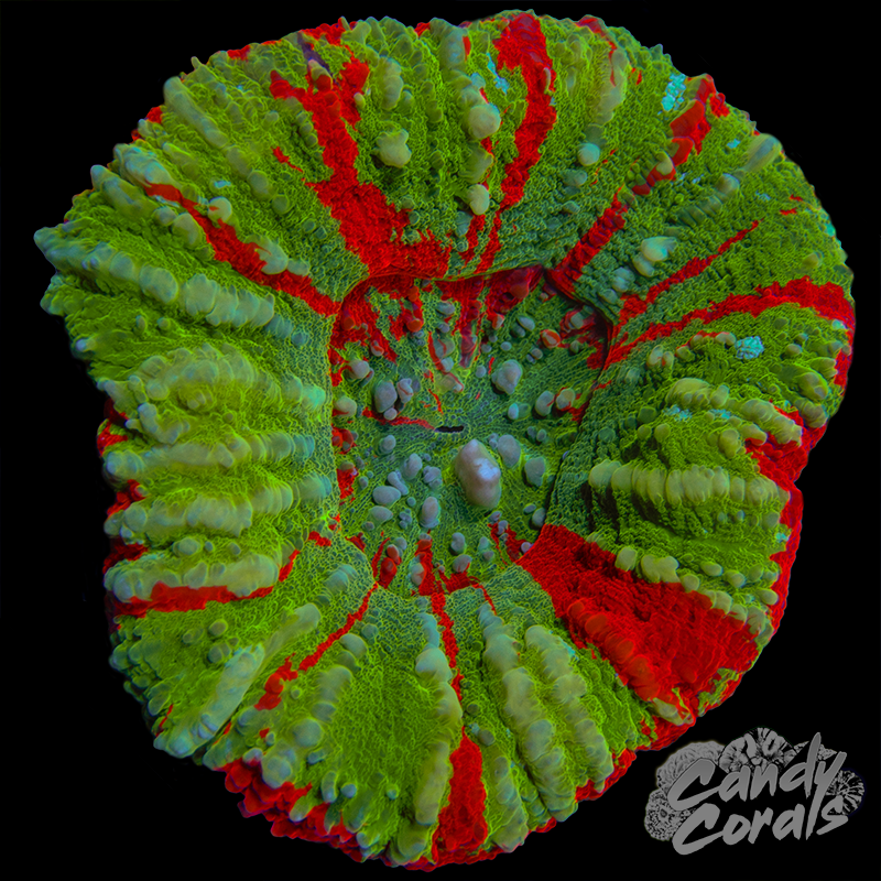Bleeding Apple Scoly WYSIWYG 10