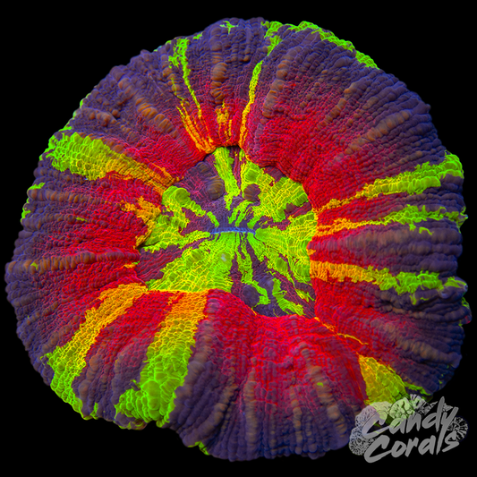 Master Scoly WYSIWYG 56