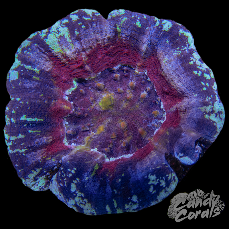 Pastel Scoly WYSIWYG 10