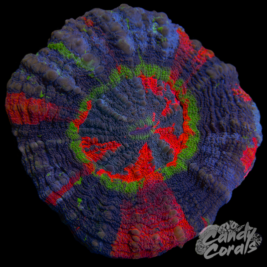 Master Scoly WYSIWYG 52