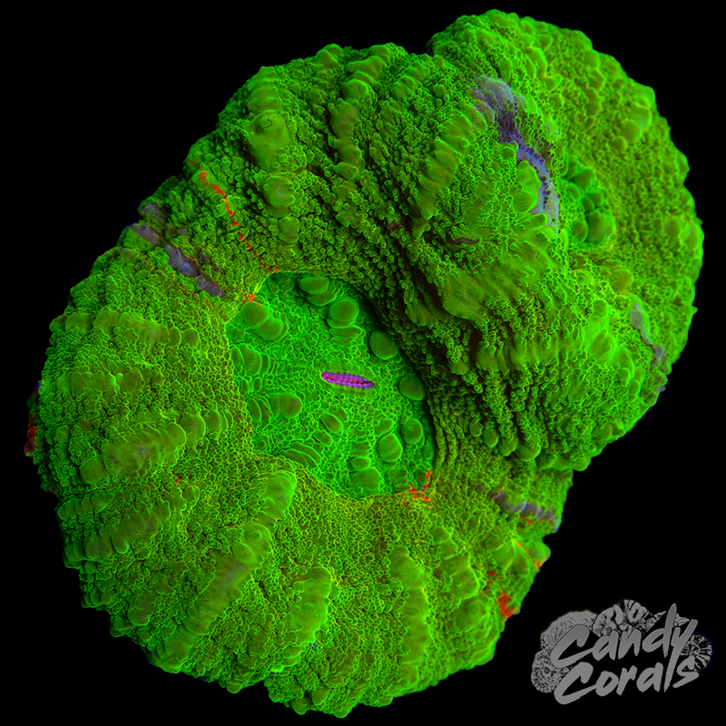 Double Head Gold Scoly WYSIWYG 1