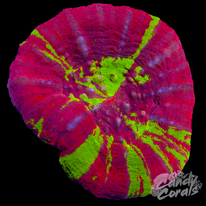 Reverse Bleeding Apple Scoly WYSIWYG 37