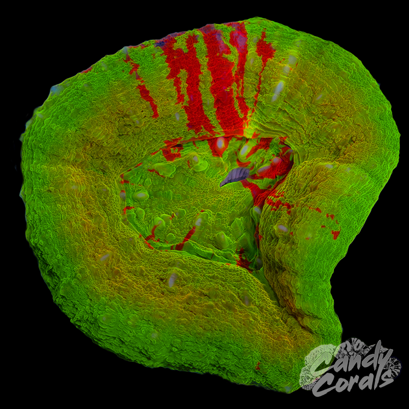 Ultra Gold Scoly WYSIWYG 8