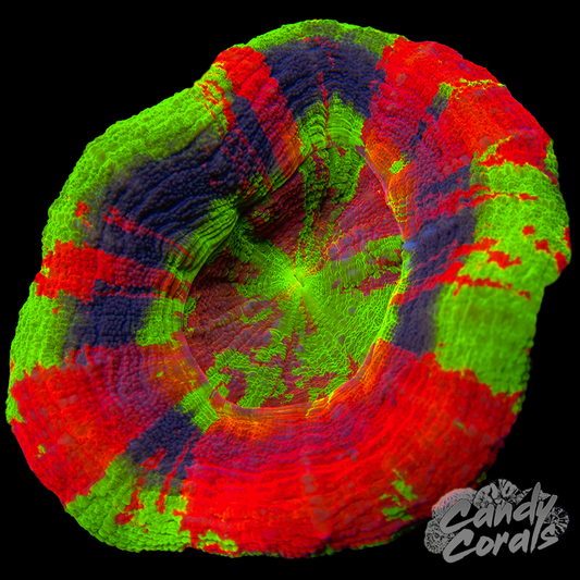 Master Scoly WYSIWYG 57