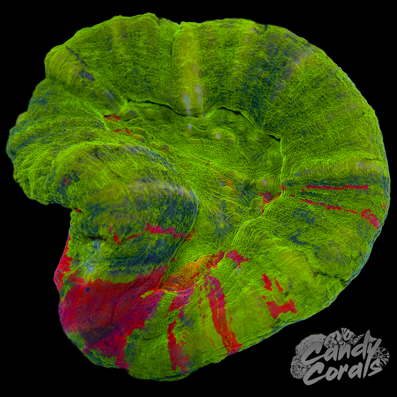 Bleeding Apple Scoly WYSIWYG 78