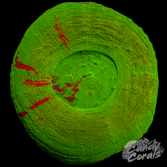 Ultra Gold Scoly WYSIWYG 6