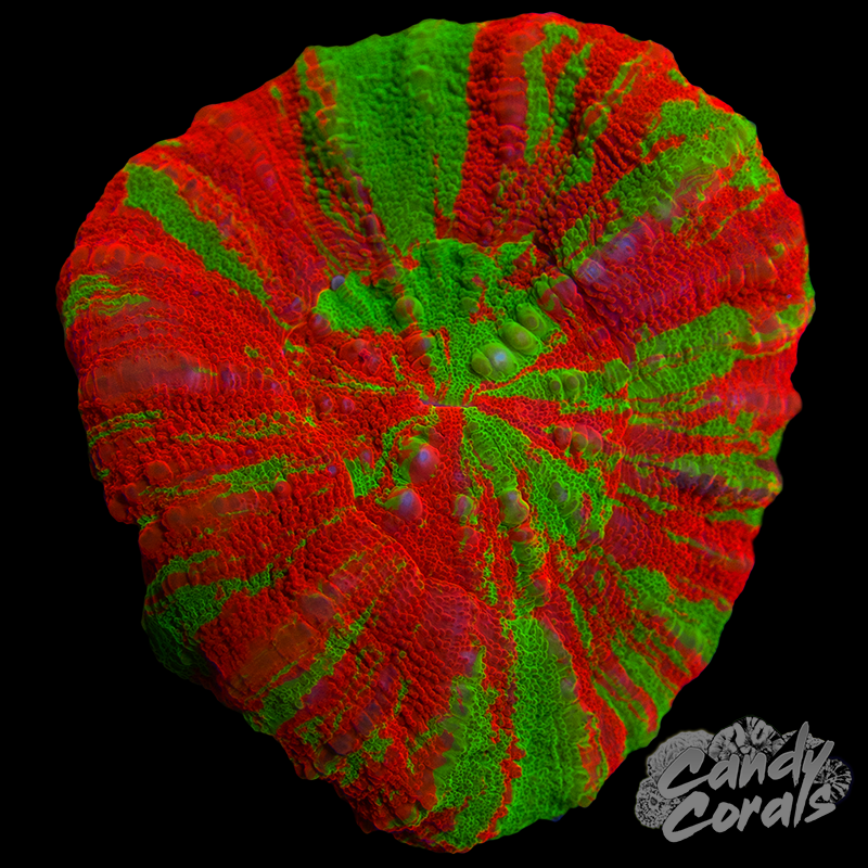 Bleeding Apple Scoly WYSIWYG 46