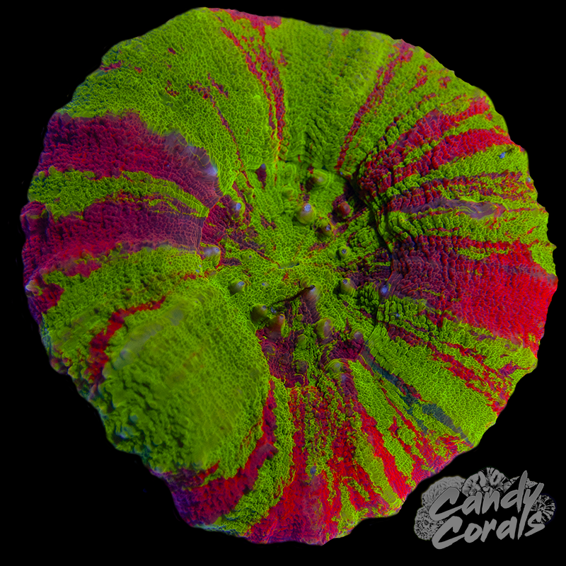 Bleeding Apple Scoly WYSIWYG 87
