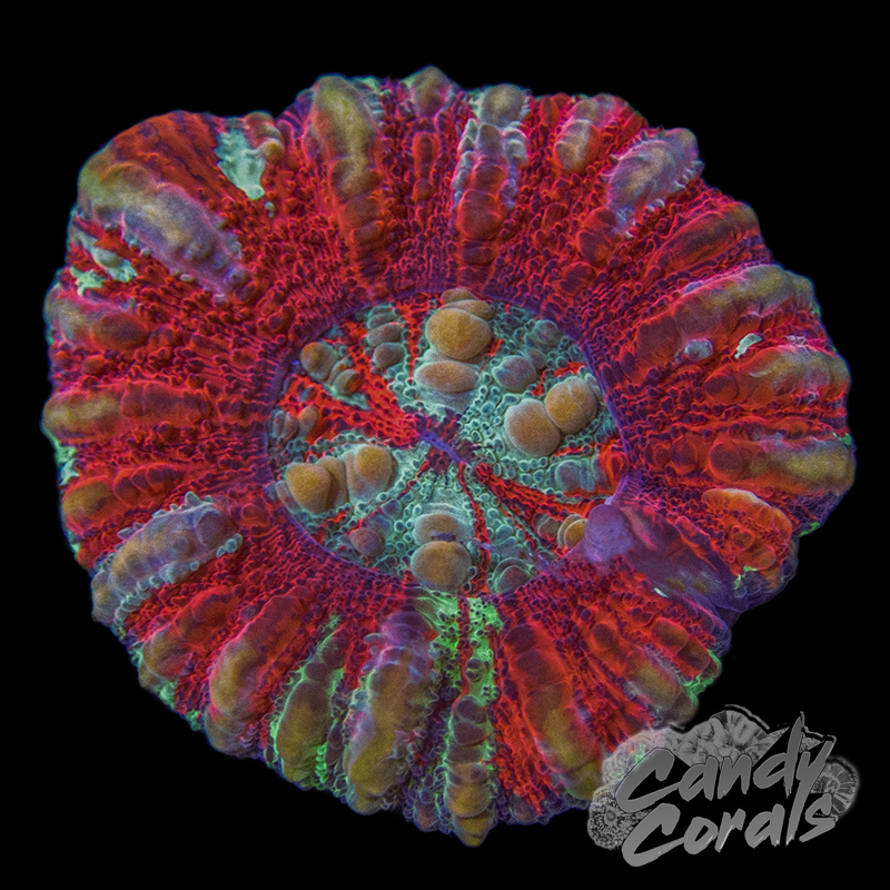 Assorted Red and White Button Scoly