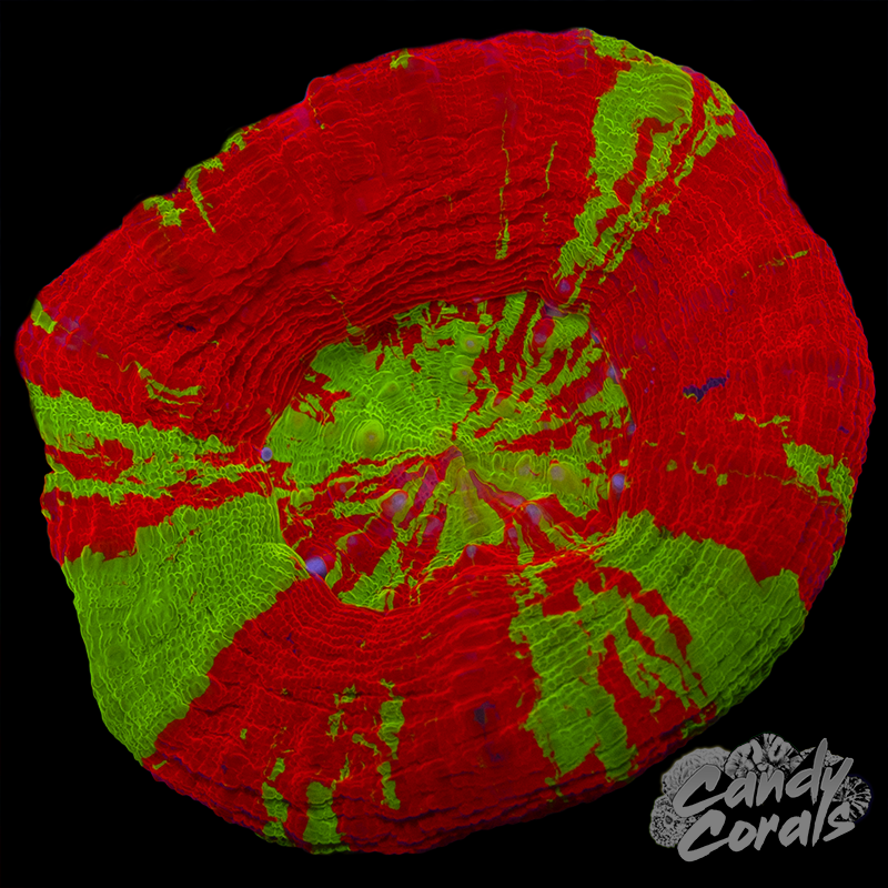 Bleeding Apple Scoly WYSIWYG 13
